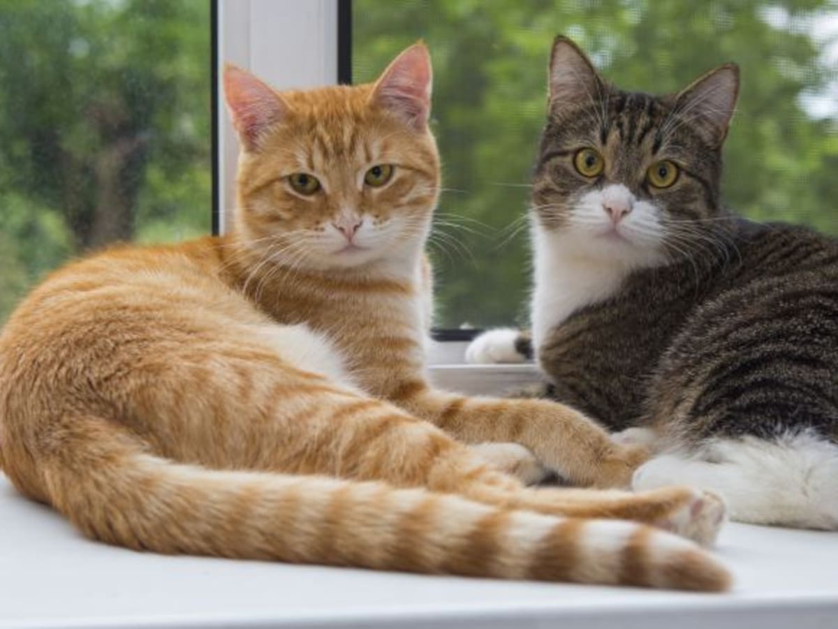 El Ayuntamiento pone en marcha una campaña de esterilización de gatos