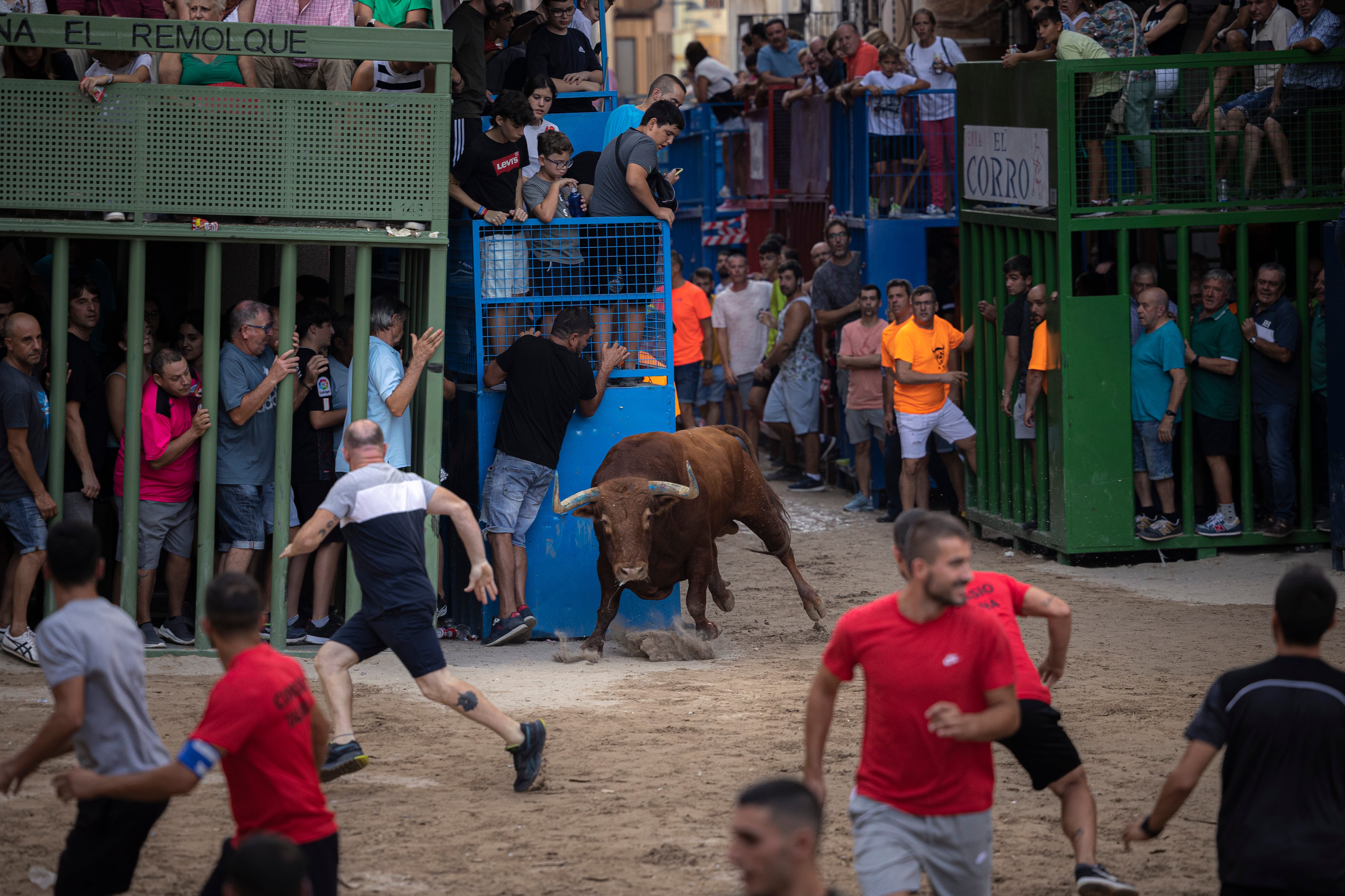 Bous al Carrer