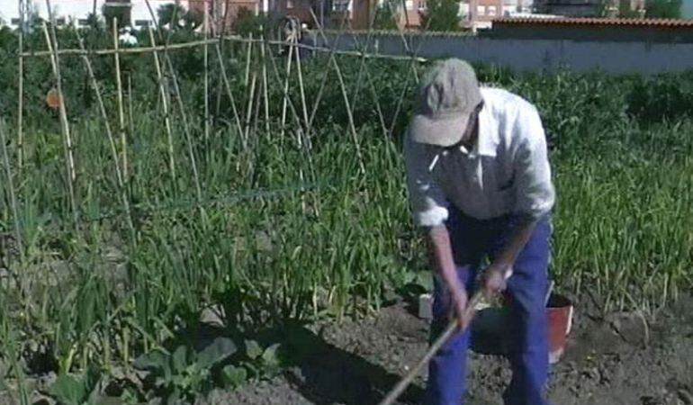 En la huerta fuenlabreña se ofrece un curso sobre agricultura ecológica.