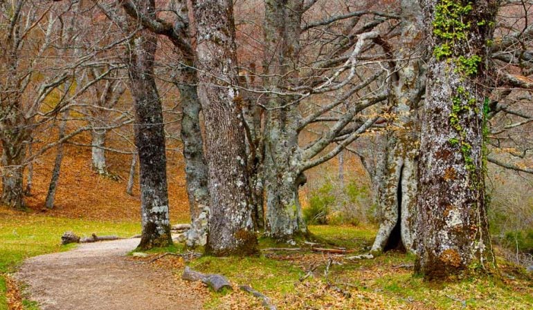 El convenio de colaboración, que incluye una concesión de 50.000 euros, busca la conservación y divulgación de los valores naturales y culturales del Hayedo de Montejo