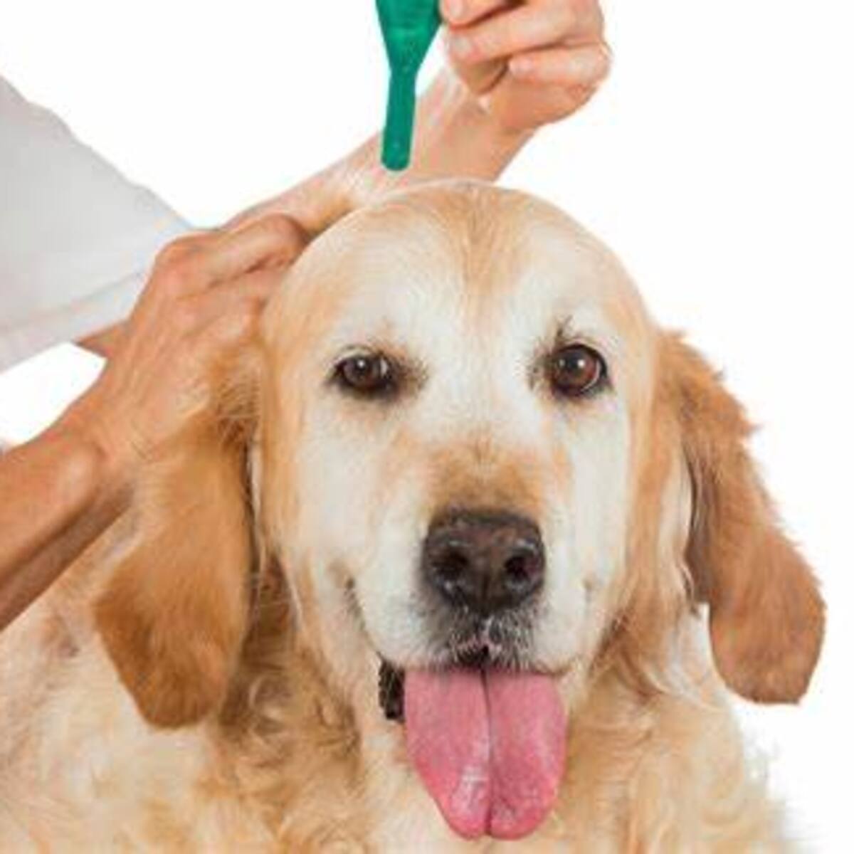 Los veterinarios piden a San Antón una rebaja en el IVA que se aplica a sus servicios
