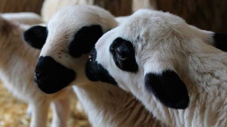 Entrevista con Mariano Paramio, gerente de Anche