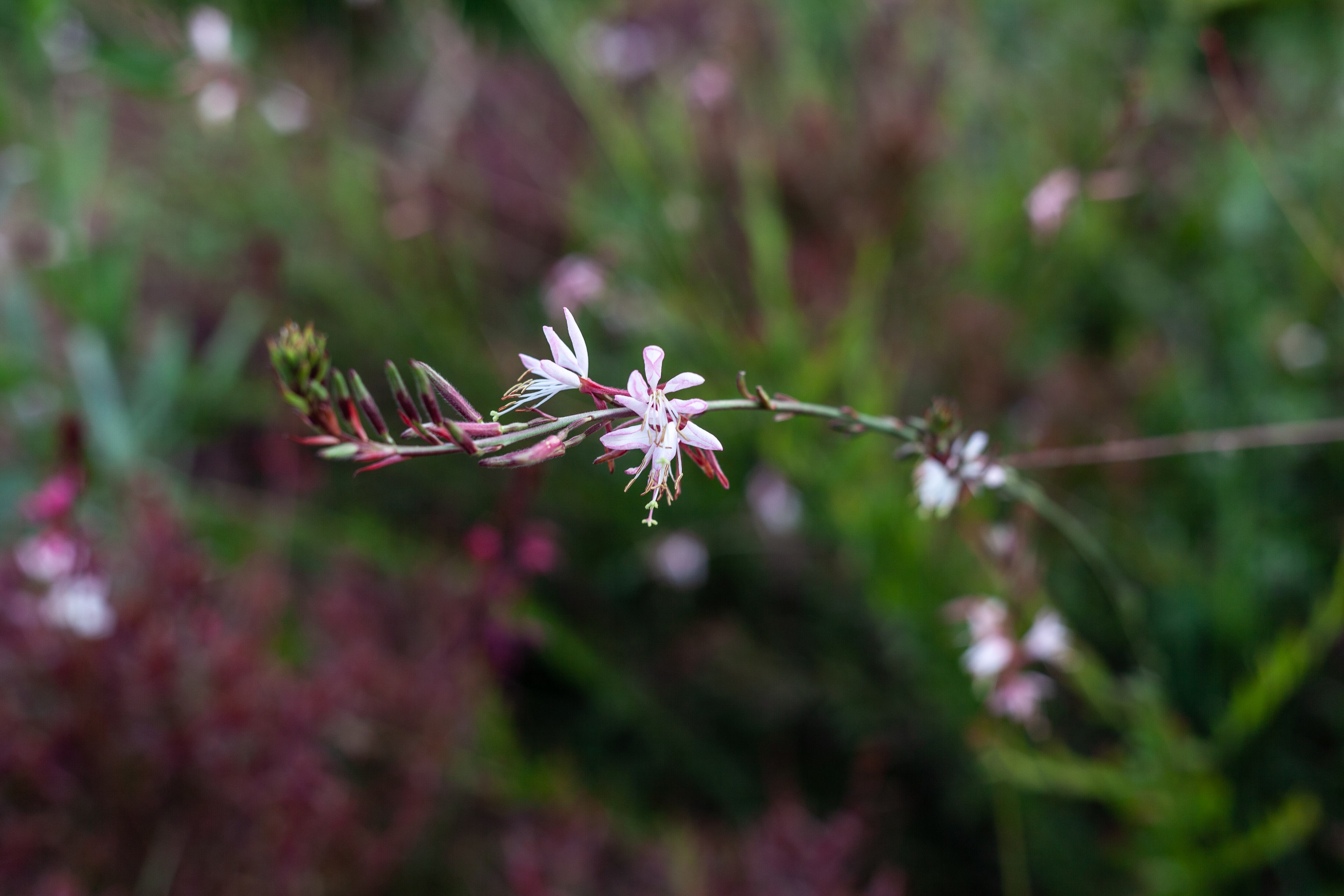 Oenothera lindheimeri