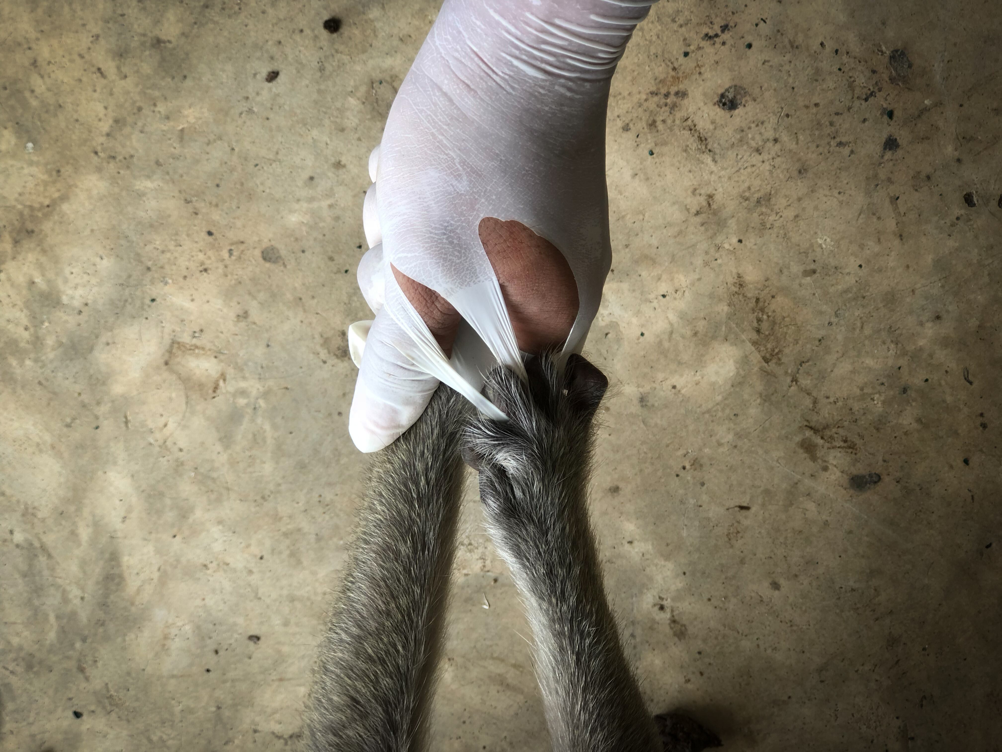 Mono agarrando a un cuidador