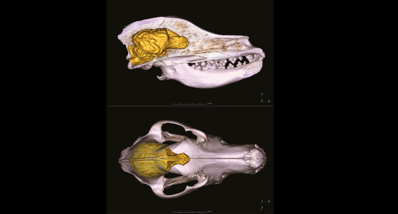 El estudio refleja que el cerebro de los perros ha crecido durante estos últimos años.