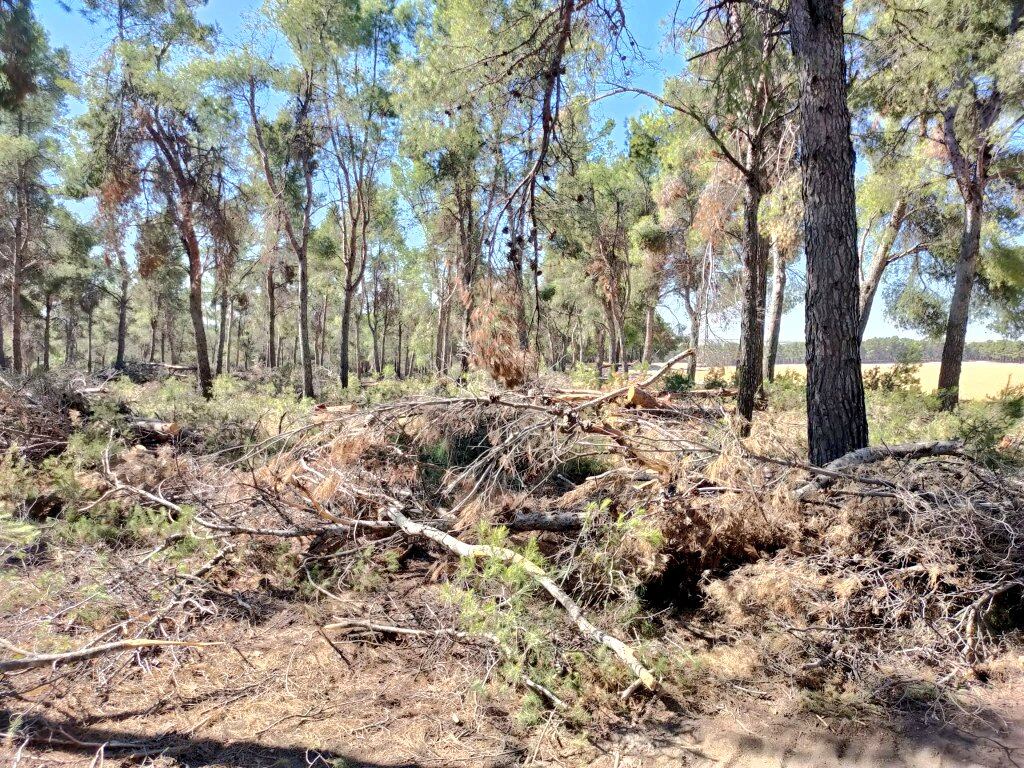 Los bosques de San Martín de la Vega