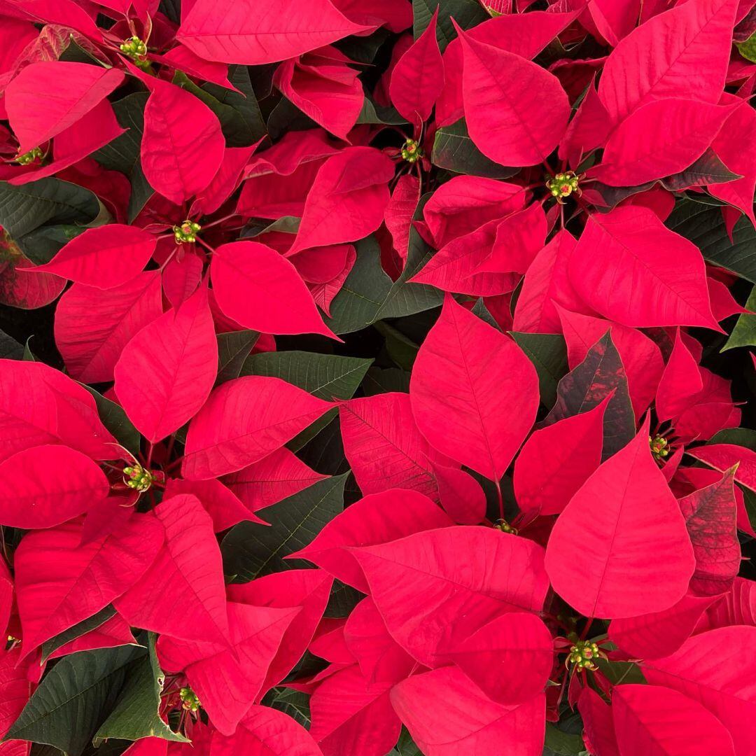 Ponsetias o flor de Navidad