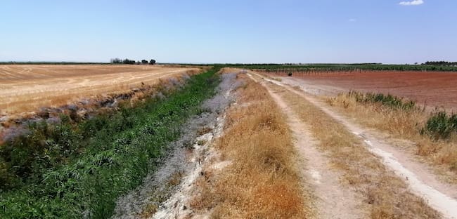 El trazado avanza cruzando campos de cereal y viñedo.