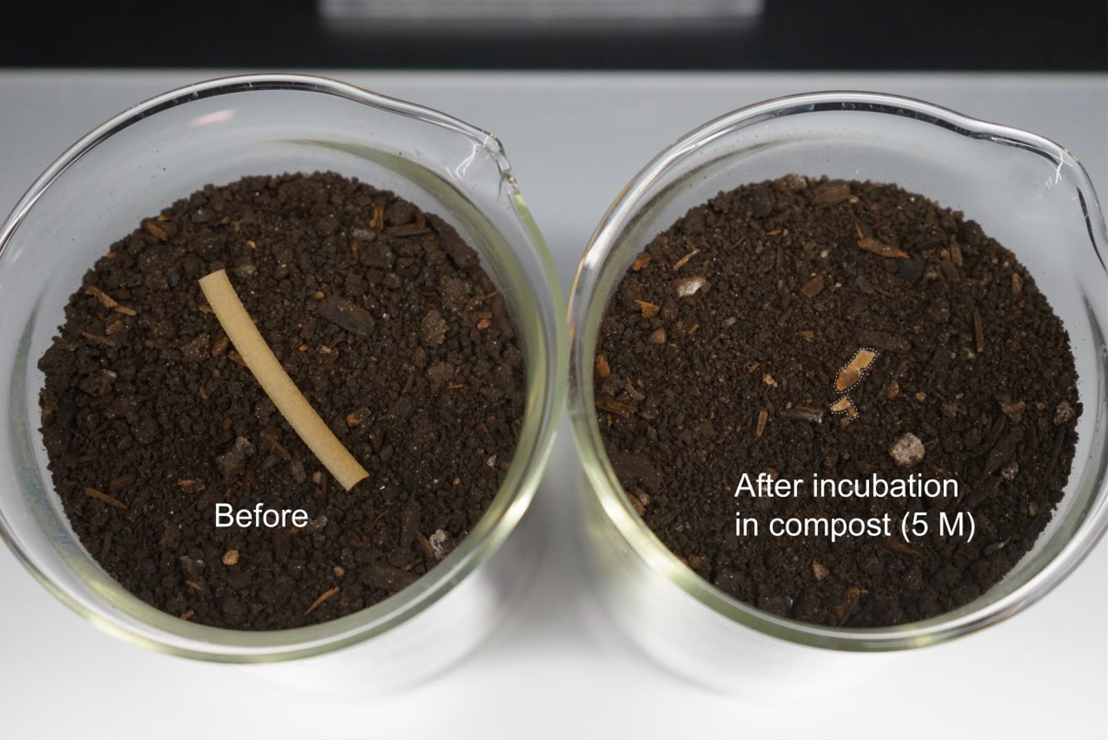 El plástico biocompuesto se descompone rápidamente en el compost Crédito: Han Sol Kim