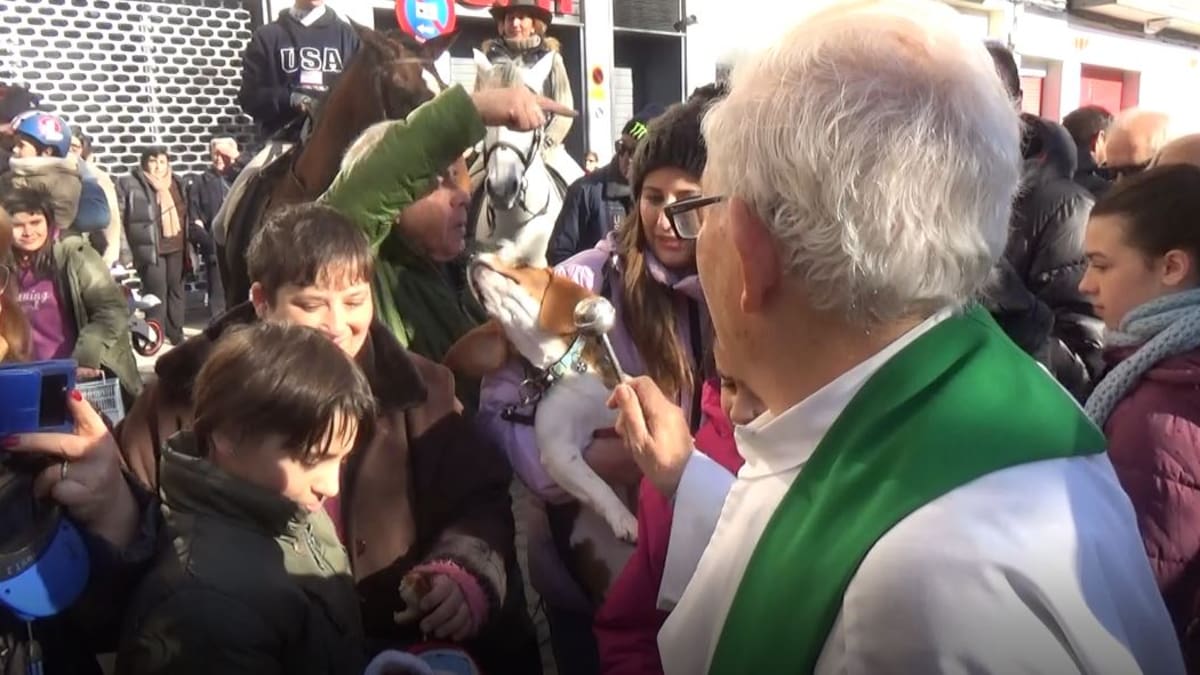 Toda la información sobre la bendición de animales en Xàtiva