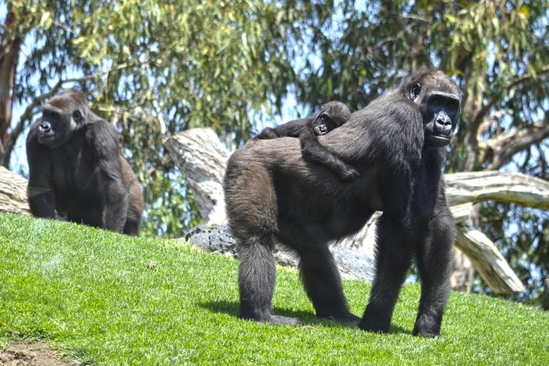 La joven gorila Mbeli junto a otros gorilas de Bioparc