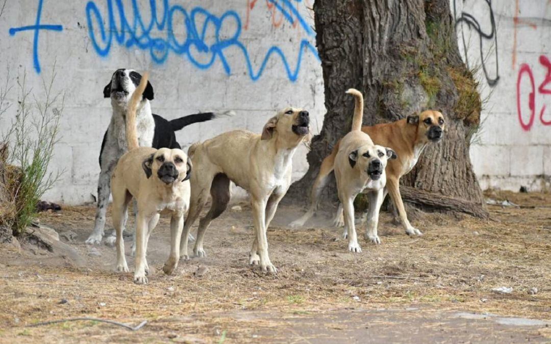 Jauría de perros (archivo)