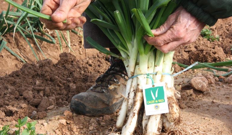 Productor de calçots a Valls.