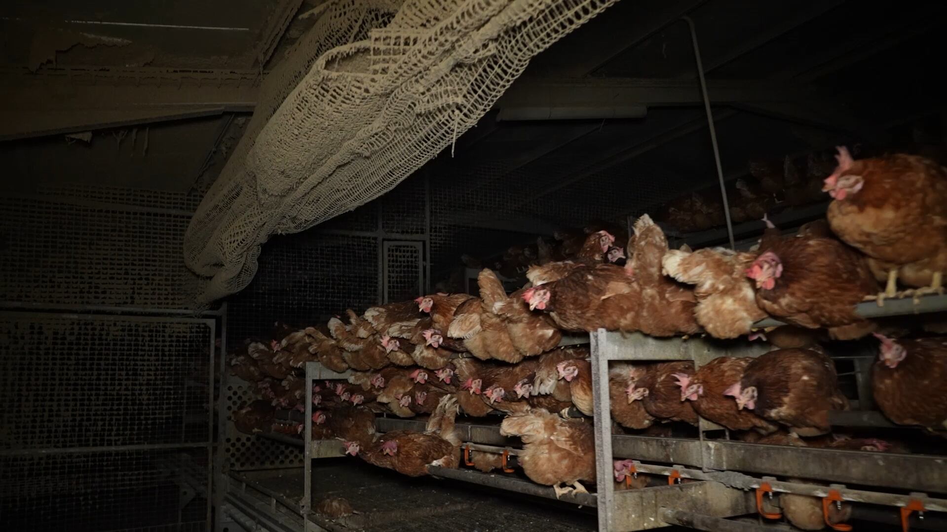 Gallinas en el interior de la explotación ganadera/ ARDE