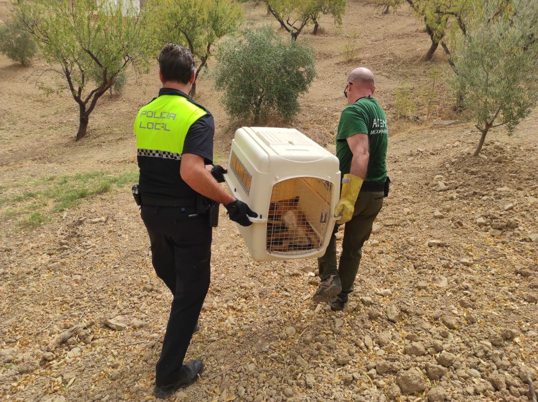 El traslado del animal tras ser recuperado por los agentes