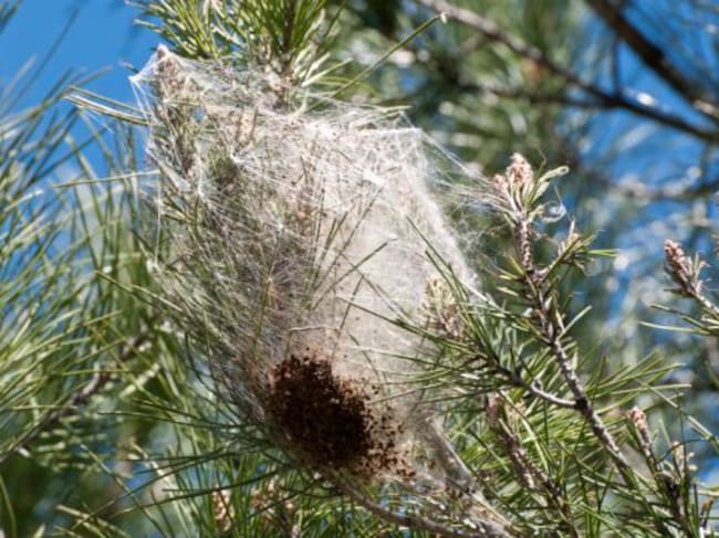 La procesionaria está proliferando en la Comunitat Valenciana
