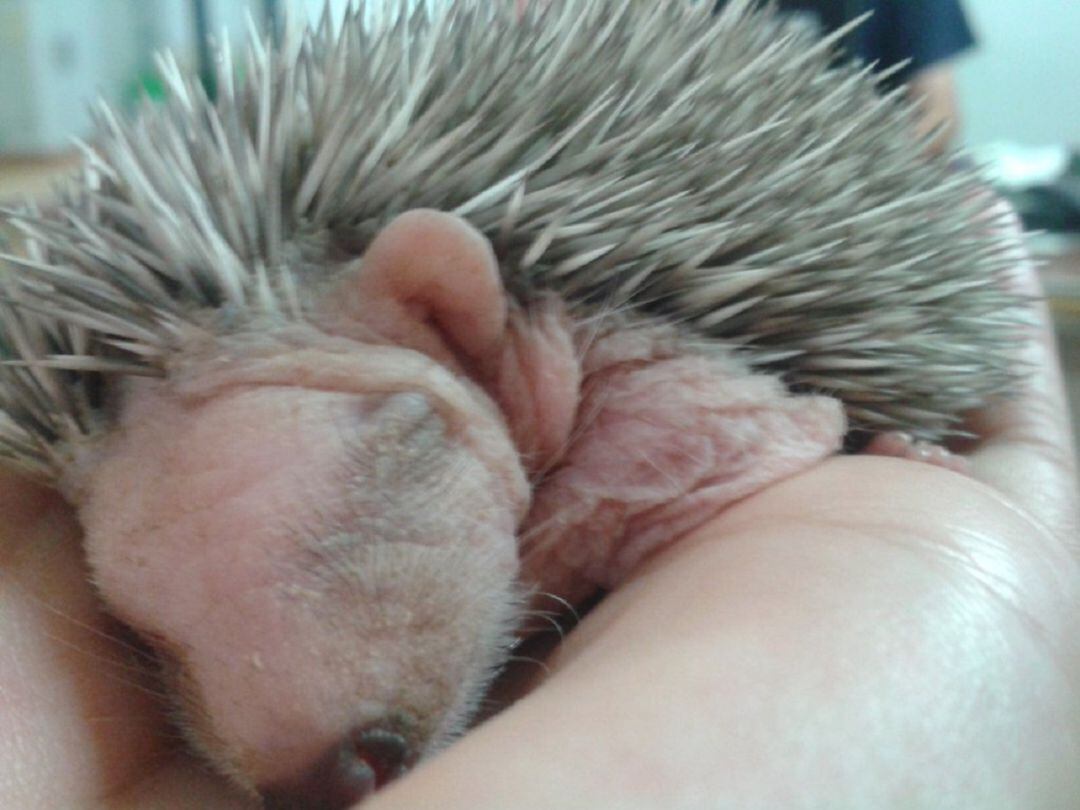 Eriçó al centre de recuperació