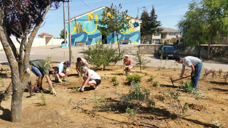 Imagen de la plantación en Villaherreros (Palencia)