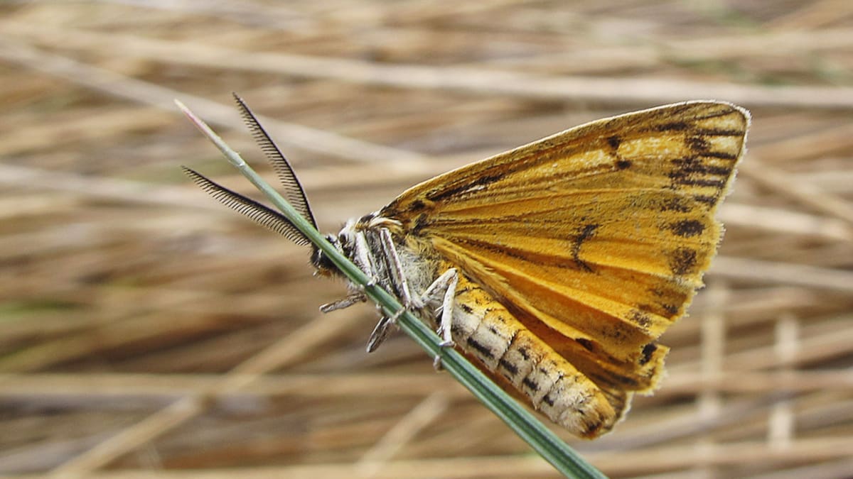 Cantabria sufre una explosión de Polillas por la lluvia
