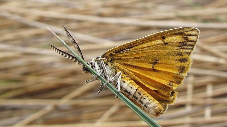 Cantabria sufre una explosión de Polillas por la lluvia