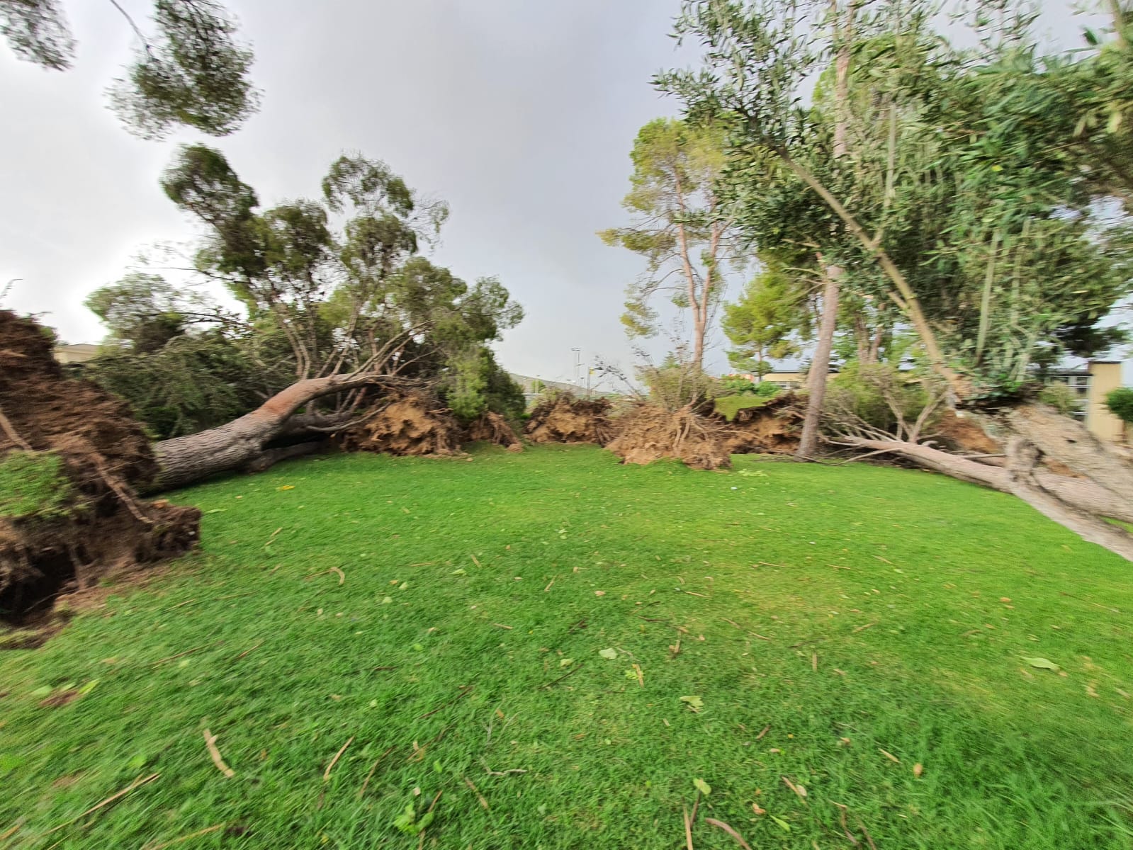 Arboles caídos en la Ciudad Deportiva