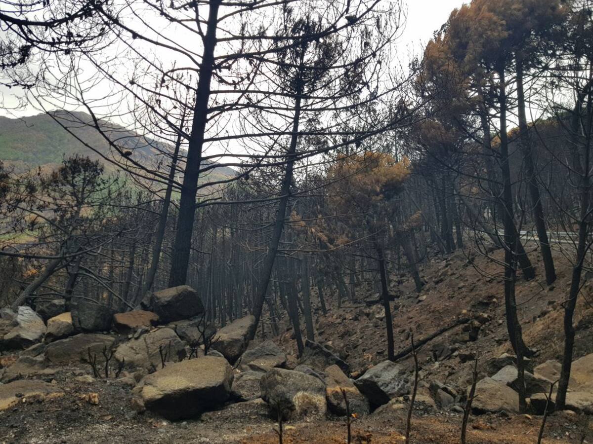 Se cumple un año del inicio del incendio que calcinó casi 10.000 hectáreas en Sierra Bermeja