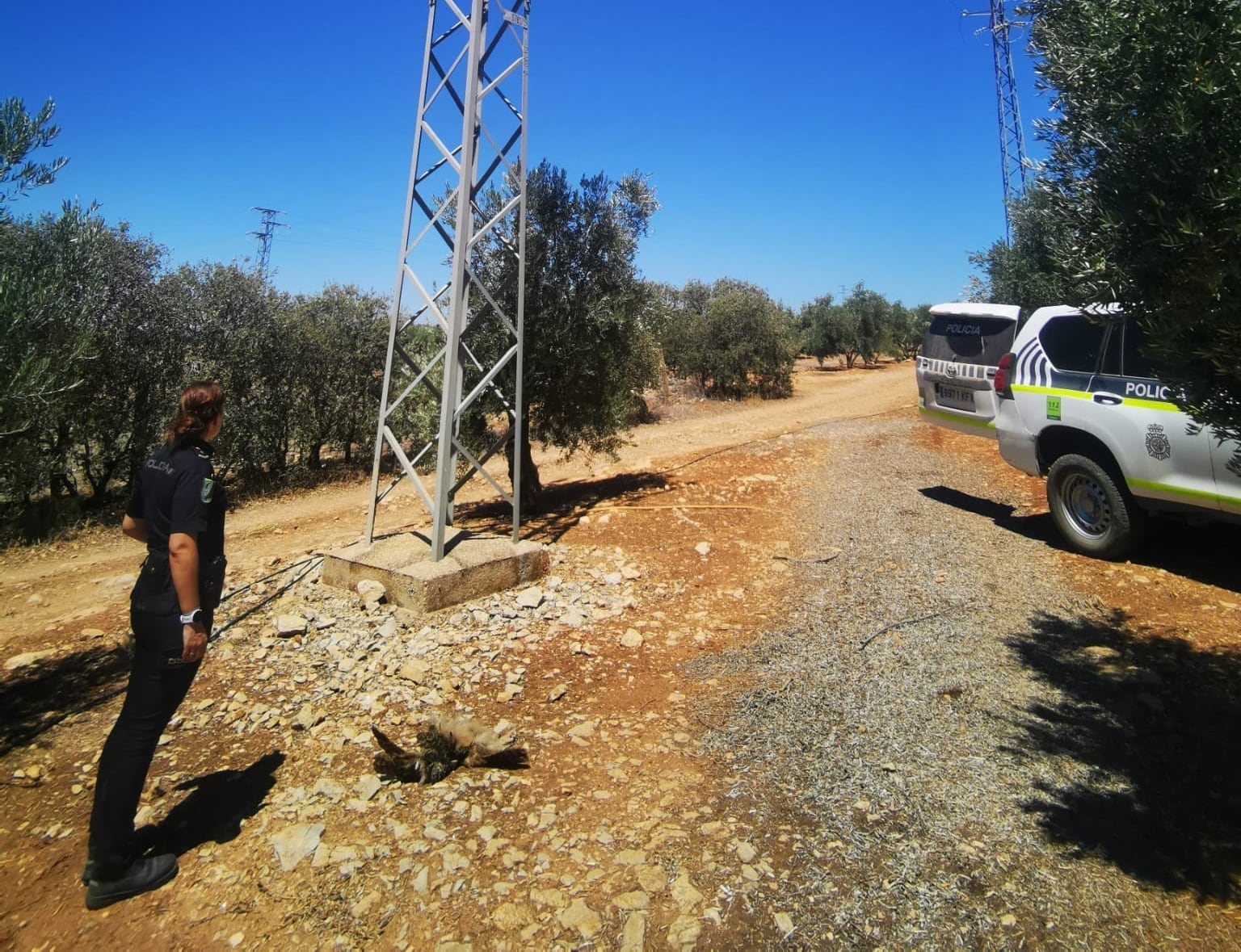 Una agente de la policía autonómica de Andalucía contempla, en una finca de Jaén, un buho muerto por causa de un tendido eléctrico