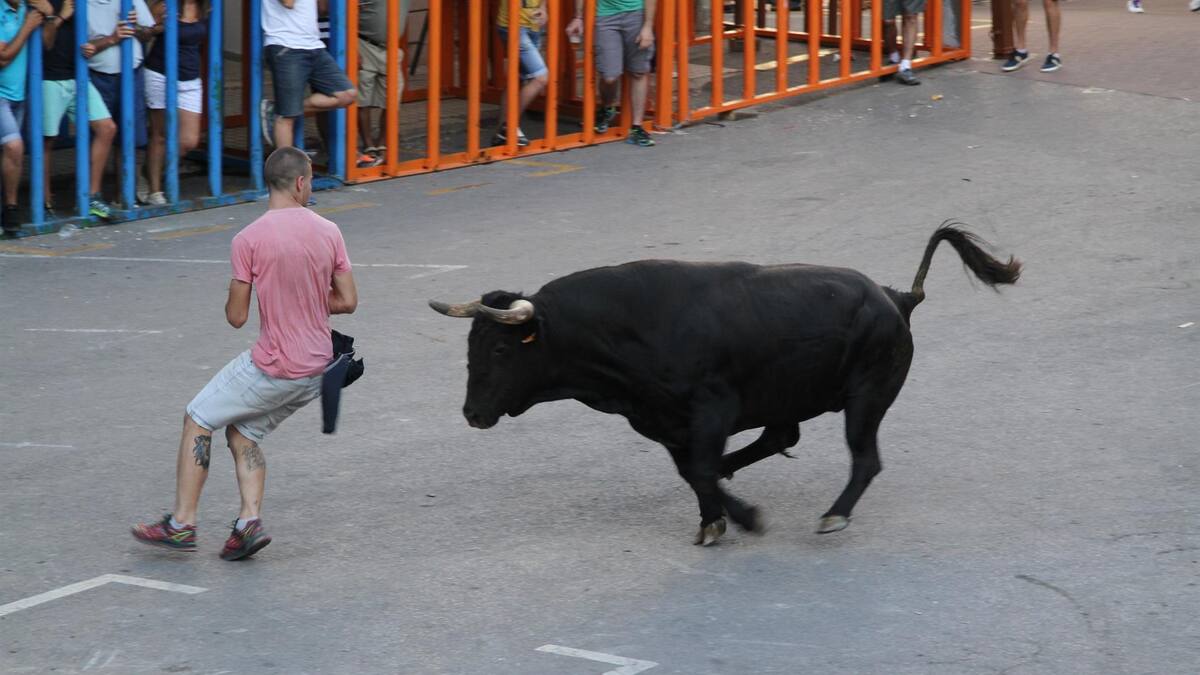 Federaciones taurinas y animalistas de PACMA coinciden: la clave para resolver el problema de 'els bous al carrer' está en la educación y en la concienciación social