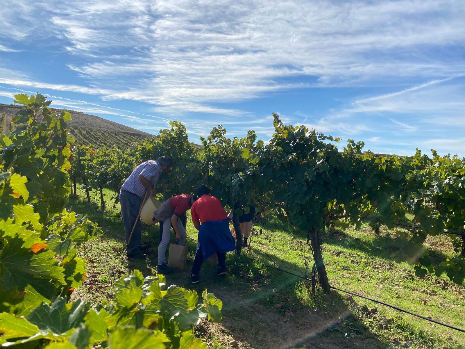 La Seca invita a rebuscar uvas este fin de semana