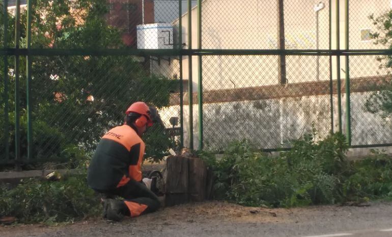 Un operario elimina un árbol derribado por la tormenta del pasado 5 de julio