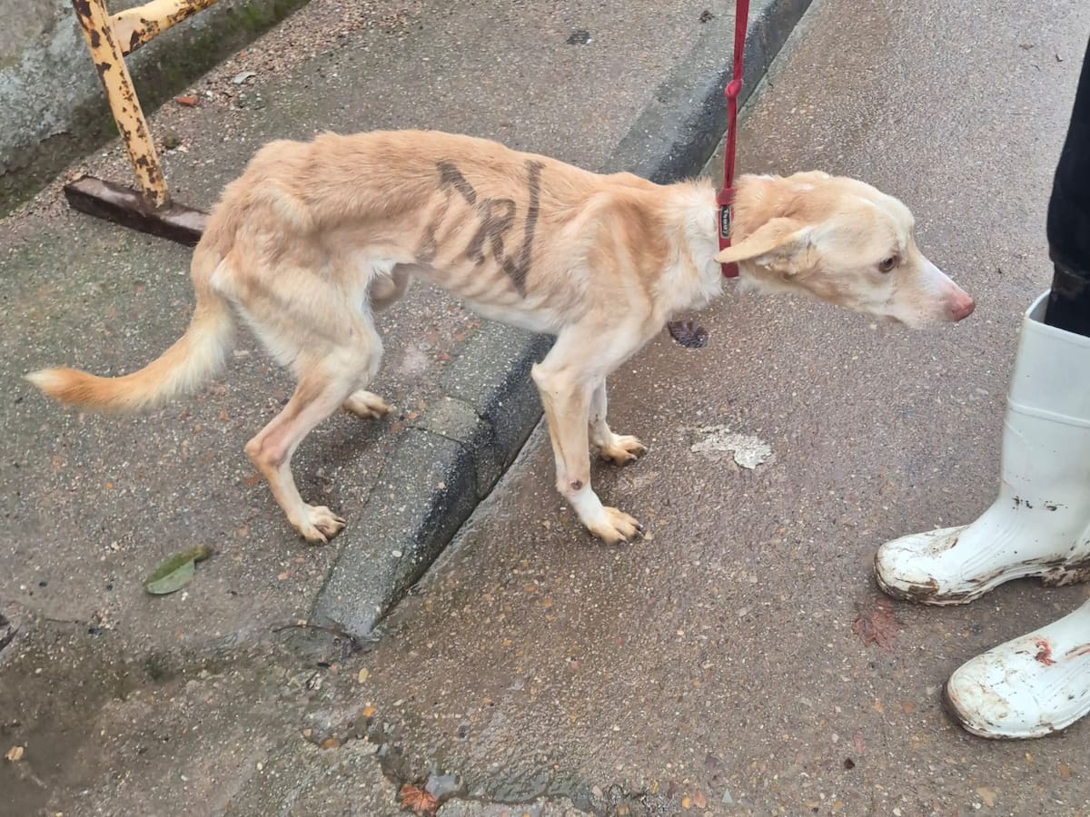 Rescatan 11 perros más al dueño de una finca de Puertollano investigado por presunto maltrato y abandono animal