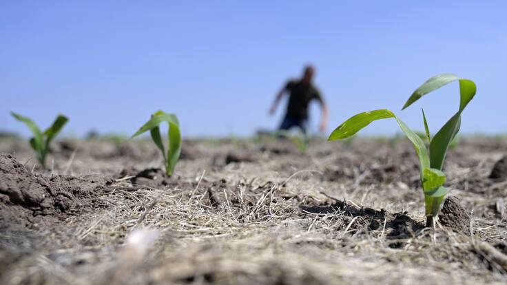 La llavor (01/07/2023)