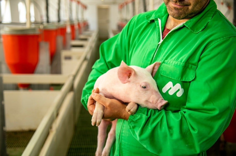 Mazana referente en el sector porcino