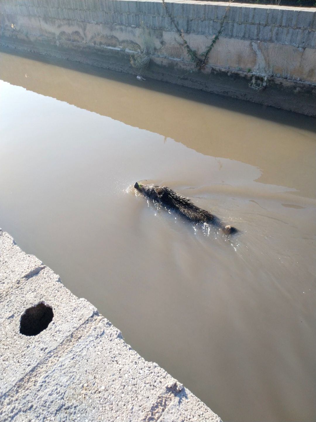 Jabalí atrapado en un canal de agua en Tavernes de la Valldigna 