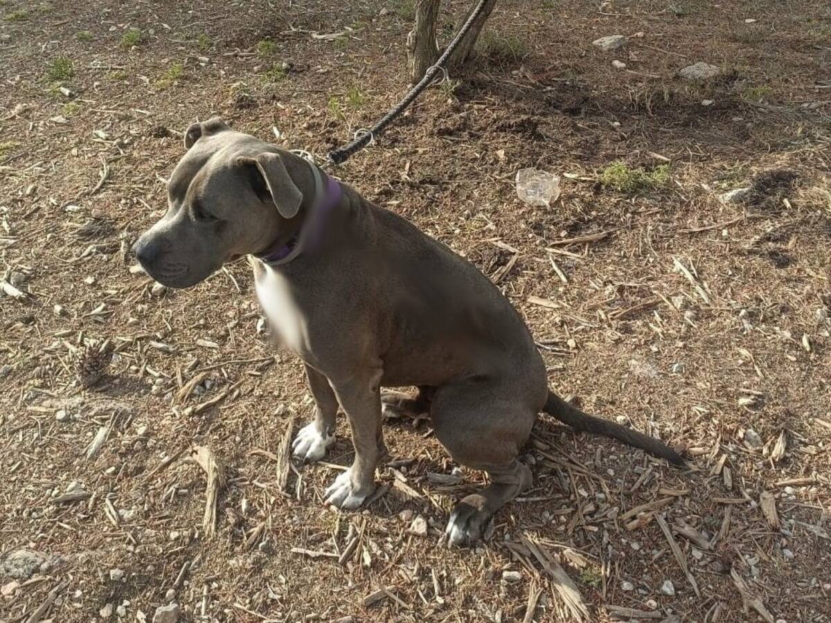 Investigado un hombre en Ibiza por dejar atado en un árbol a su perro