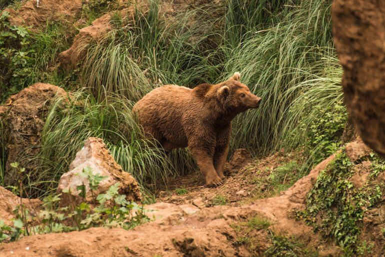 El ejemplar ha sido enviado a León para la necropsia