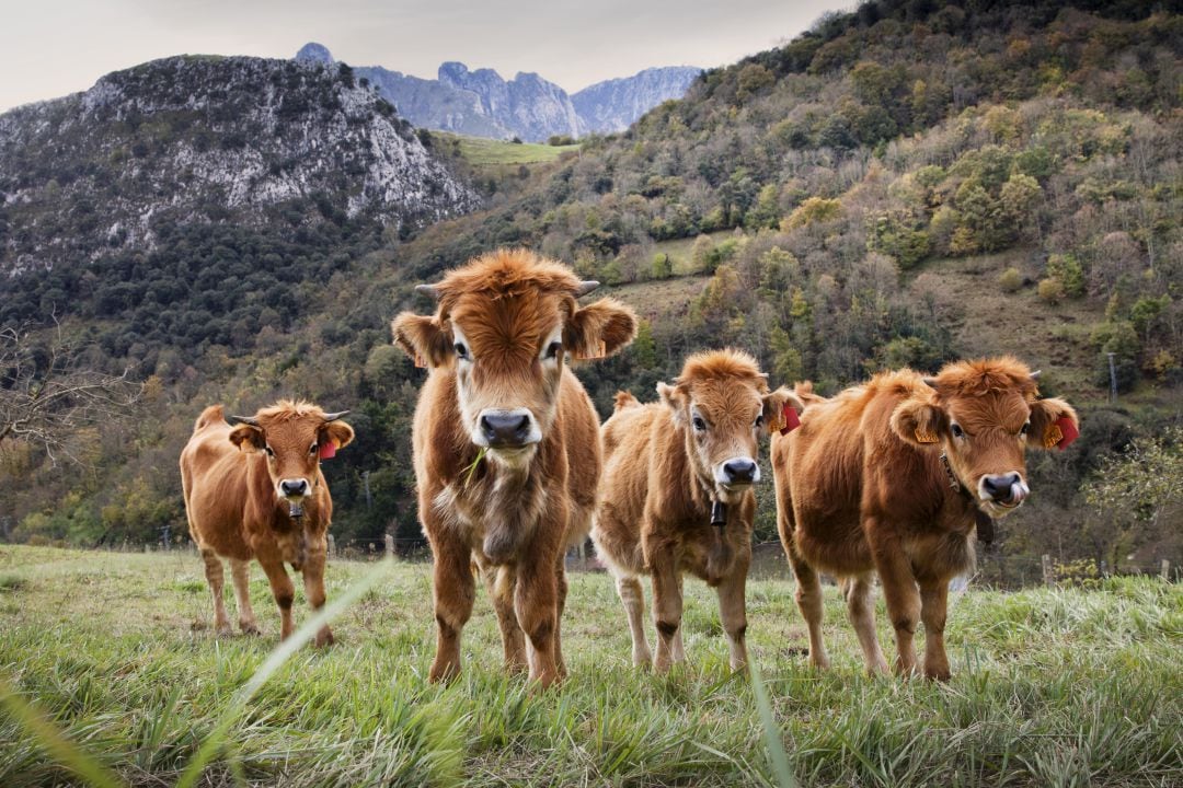 Terneros pastando en Picos de Europa.