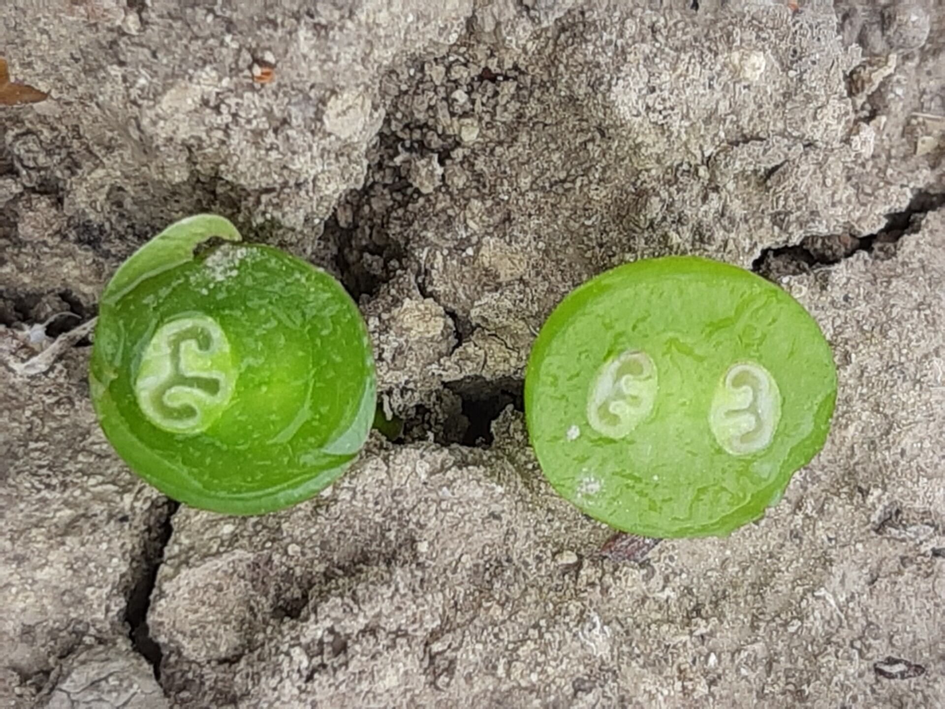 Izquierda, tintilla con su única pepita. A la derecha, Graciano con dos pepitas
