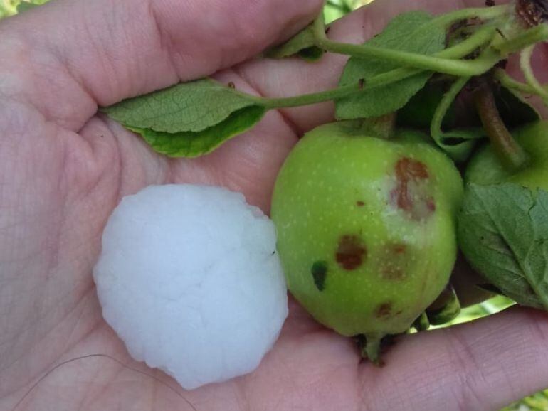 Granizo caído en Ateca, junto a una manzana dañada en desarrollo 