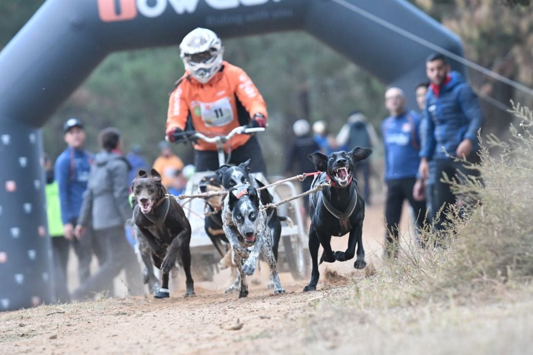 Un instante del V Trofeo de Mushing sobre Tierra Villa de Ólvega.