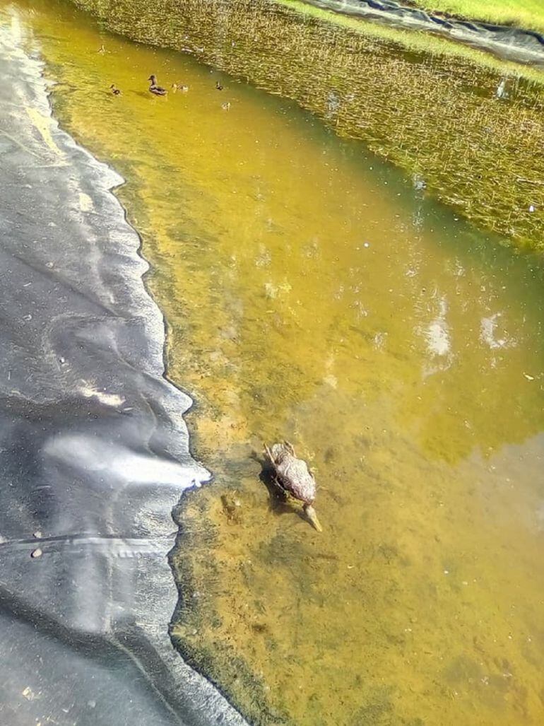 La Asociación de Vecinos de la Avenida de Madrid de Palencia pide mejoras en el Parque Ribera Sur, aunque reconoce que el mantenimiento ha mejorado