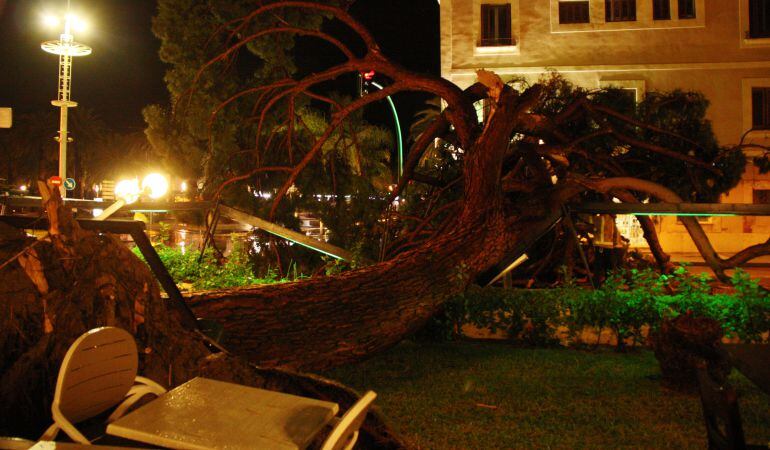 Els arbres han tallat la carretera a Salou.