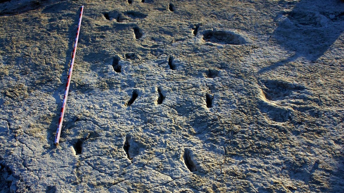 Entrevista a Cayetano Herrero, Investigador y director del Museo de Etnografía y Ciencias de la Naturaleza de Jumilla (Presentación de la huella fósil de un artrópodo en la Sierra de las Cabras)