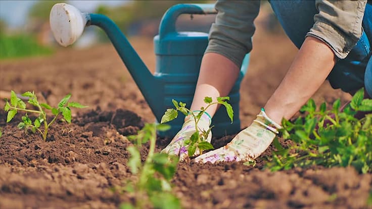 Huertos Zaragoza, una alternativa para acercar el campo a la ciudad