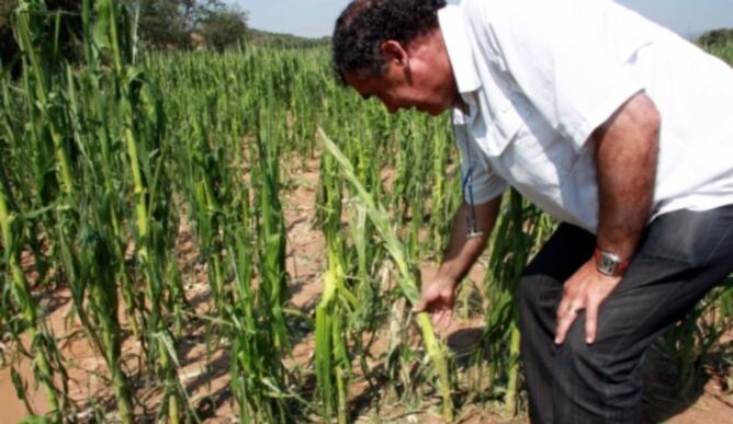 Cultius en una fica de blat de moro