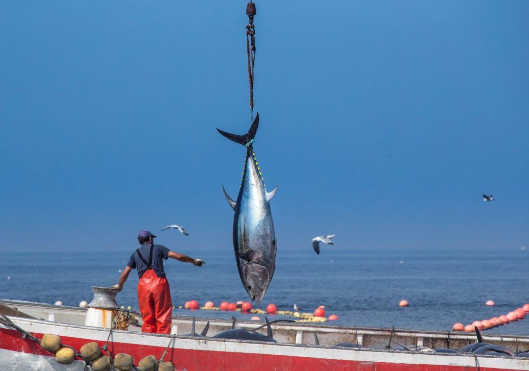 Un almadrabero levanta un atún, en una imagen de archivo en la costa gaditana.