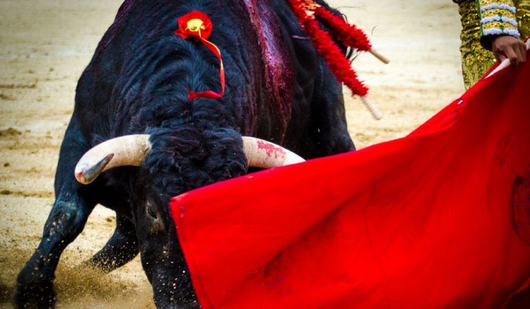 Alfonso Blanco Criado reúne 25 imágenes con lois grandes momentos vividos en la última Feria taurina de Colmenar