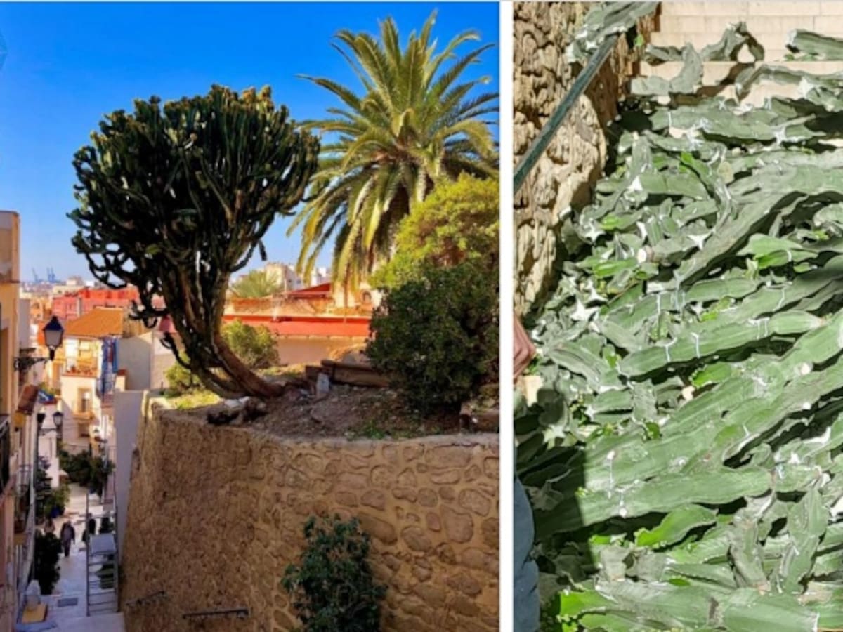 Rafa Mas, portavoz local de Compromís, pide crear una brigada municipal que pueda actuar ante desperfectos de la ciudad en 24 horas