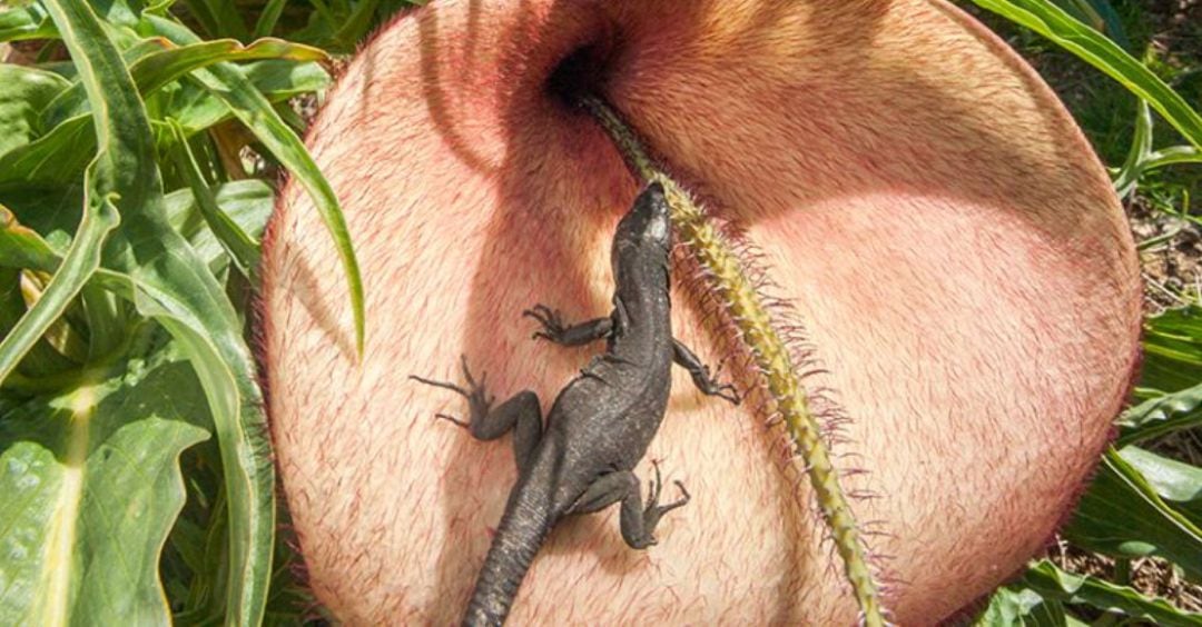 L'anterior film de Toni escandell, "Nàufrags de l'evolució" va ser un èxit en quant a premis internacionals.