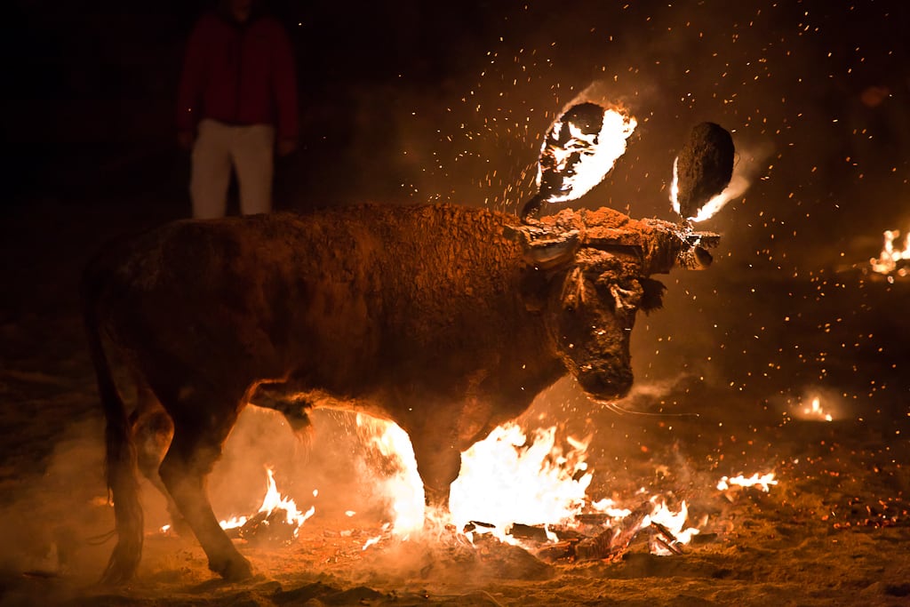 Toro Jubilo de Medinaceli